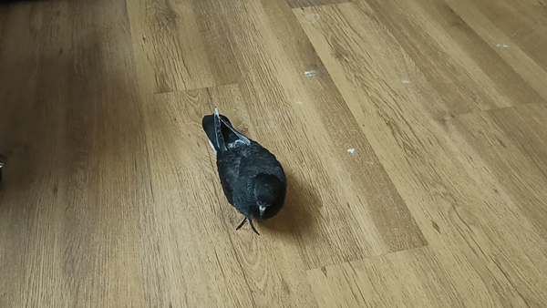 ezgif-5-3afaa6a096.gif.7a88e0c513516e2f20ee05b978828468.gif