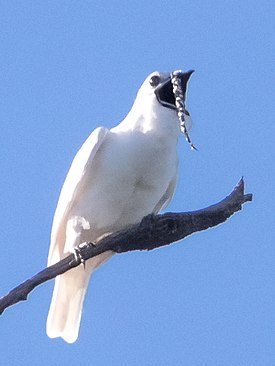 White_Bellbird-Araponga-da-amaz?nia-Campanero_blanco_(Procnias_albus)_male_(cropped).jpg