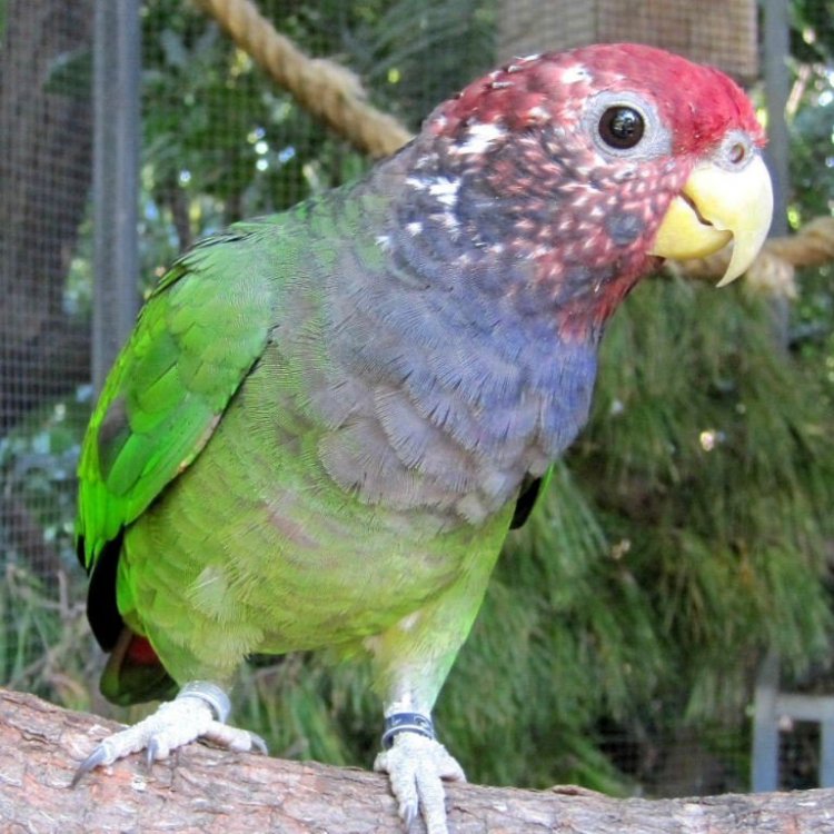 Speckle-faced-parrot.jpg