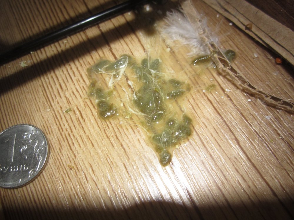 IMG_1461.thumb.JPG.45f7a9954626347aec30dd015aef3d88.JPG