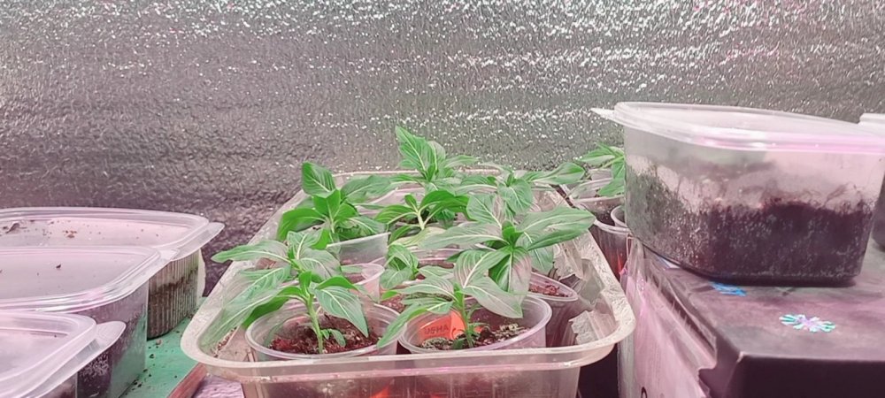 VideoCapture_20230124-230232.jpg