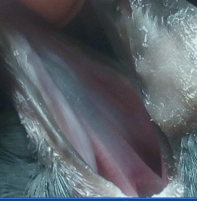 image.png.3ddc8370f79461d719d96242a7a15aa0.png