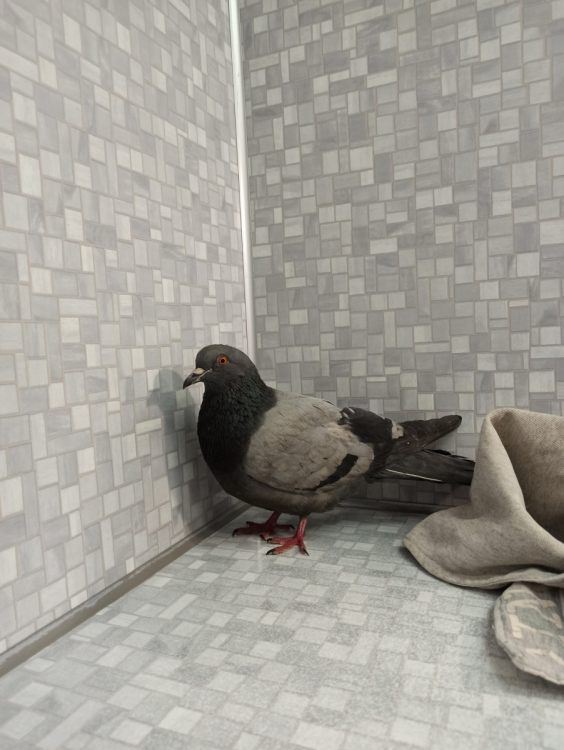 image.thumb.png.05eb6a6893ecfde77eedfd30c260861c.png
