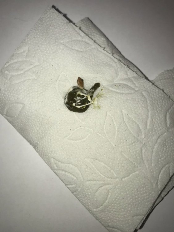 jMRmrwoP48g.thumb.jpg.10b72f0ab821918294eb11bfaf7273e9.jpg