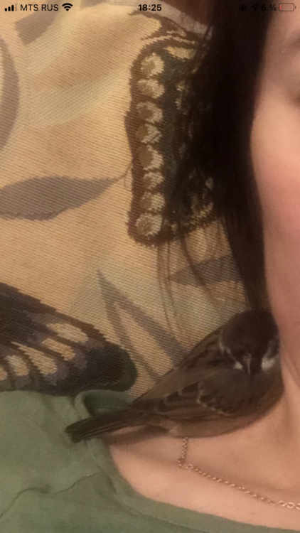 1C8743E2-3451-4834-9638-6C7B1E13E133.thumb.png.1c9da02b314c21d7812f044837013ae9.png