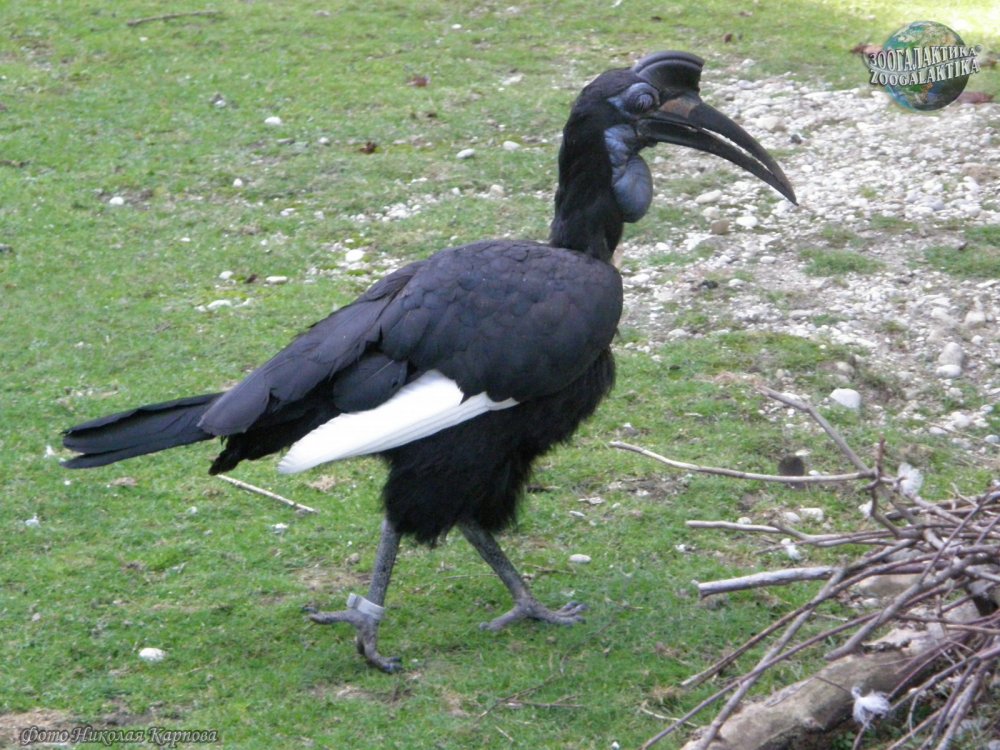 bucorvus-abyssinicus_02.jpg