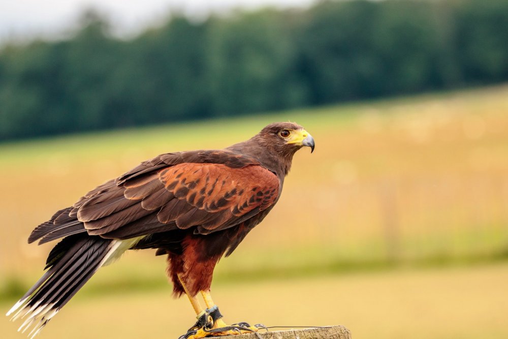 nature-bird-wing-animal-wildlife-wild-beak-eagle-predator-hawk-feather-avian-fauna-raptor-bird-of-prey-outdoors-vertebrate-harris-carnivore-hunting-hunter-falcon-prey-buzzard-perched-falconry-perching-bird-accipitriformes-537183.jpg