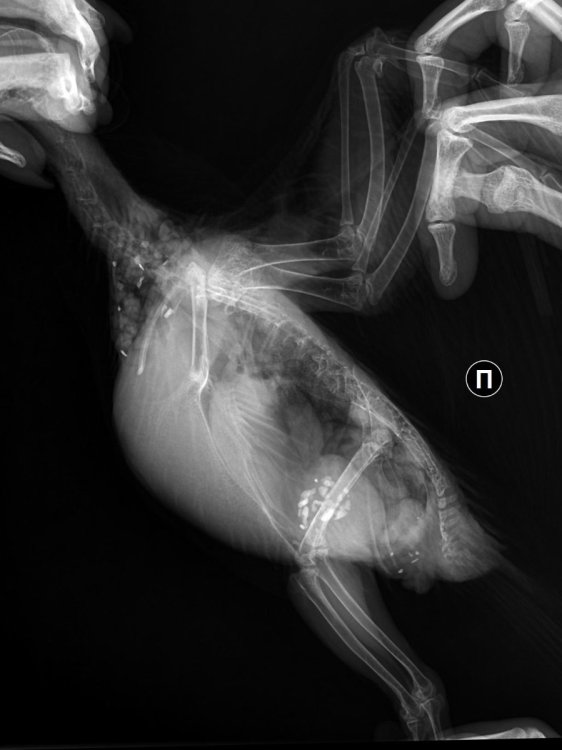 1_1328896423r.jpg