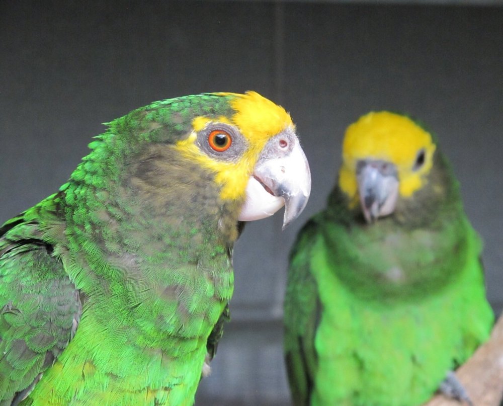 Poicephalus flavifrons, papoušek žlutočelý   IMG_7111.jpeg