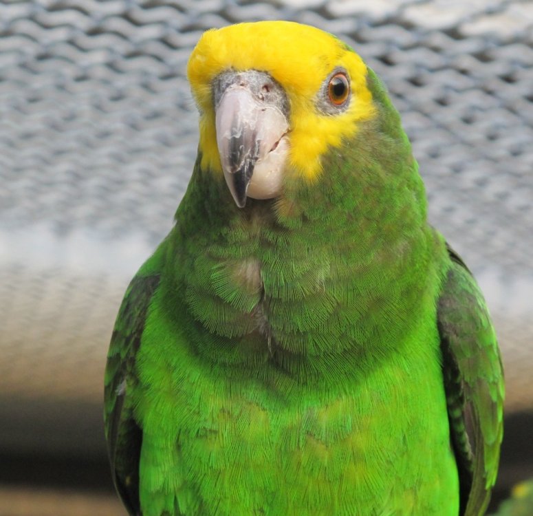 Poicephalus flavifrons, papoušek žlutočelý IMG_7154.jpeg