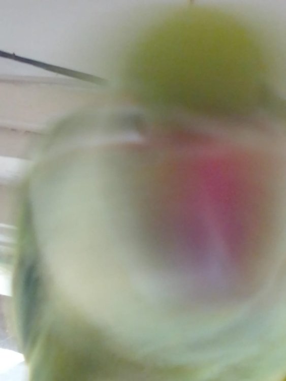 WhatsAppImage2023-07-09at15_10_30.thumb.jpeg.a3749435bd88e0c06cd0b9364e4a45b6.jpeg