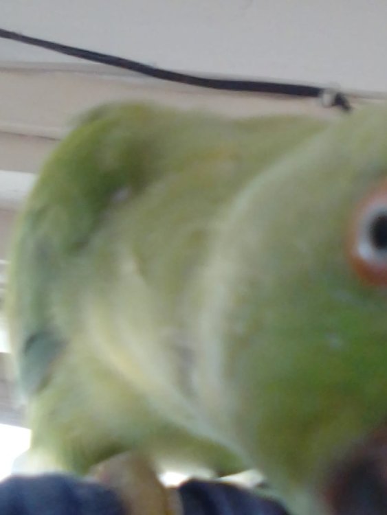 image.thumb.jpeg.35c8db2782e08e4289b78808b57bf23e.jpeg