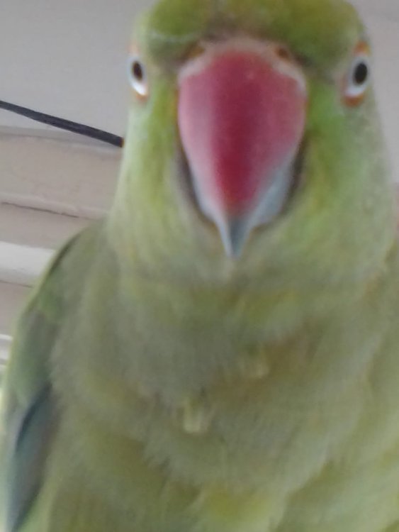 image.thumb.jpeg.4bbf1f562c000979be37101d59efbfe3.jpeg