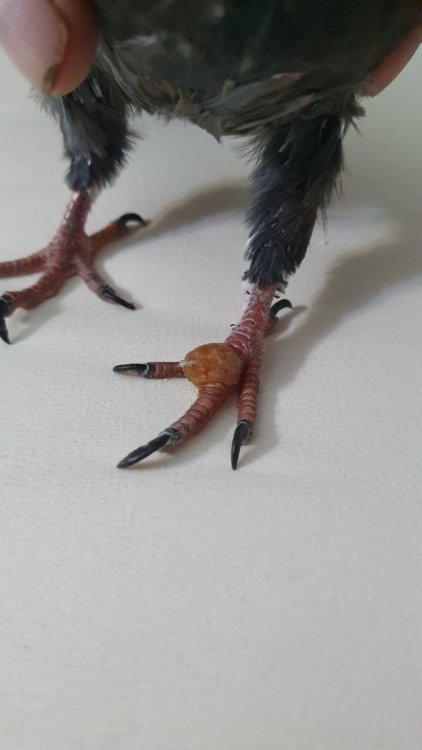 20230816_210353.thumb.jpg.c0ffa51beab9c95895b4c8f09f095f6b.jpg