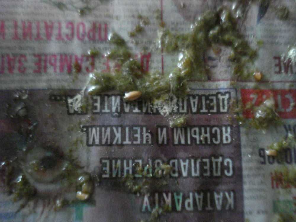 DSC00041.JPG