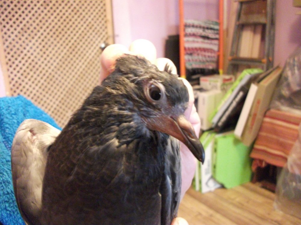 DSCF2679.thumb.JPG.605c6aba7554aed5ee20191837f511a9.JPG