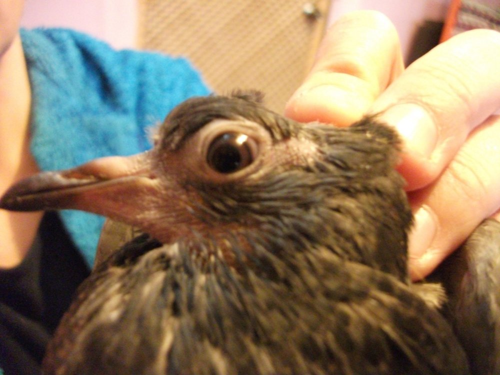 DSCF2680.thumb.JPG.753bdc48463c37c68d2d09e4cc18f698.JPG