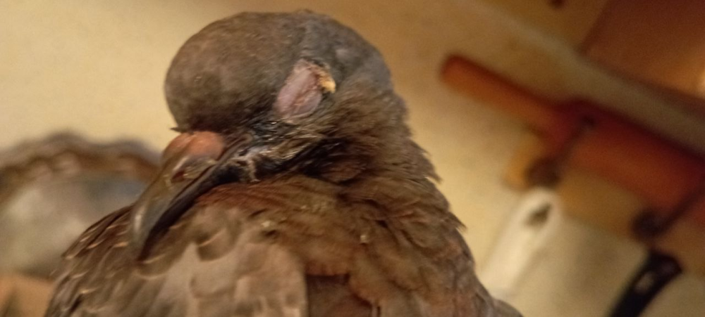 image.thumb.png.ac6e9c23dd16a8318cec4fc491472293.png