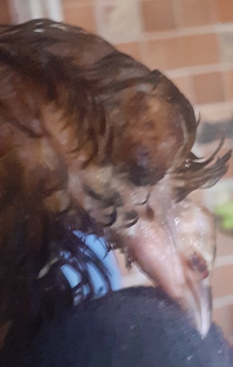 20231001_101009.thumb.jpg.00fe1cf0f8c9e051e18d9c7b39ca582f.jpg