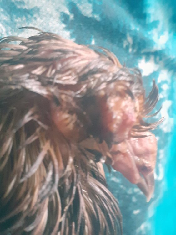 20231001_101044.thumb.jpg.fff6e0d68230dd2028807ea09318923b.jpg