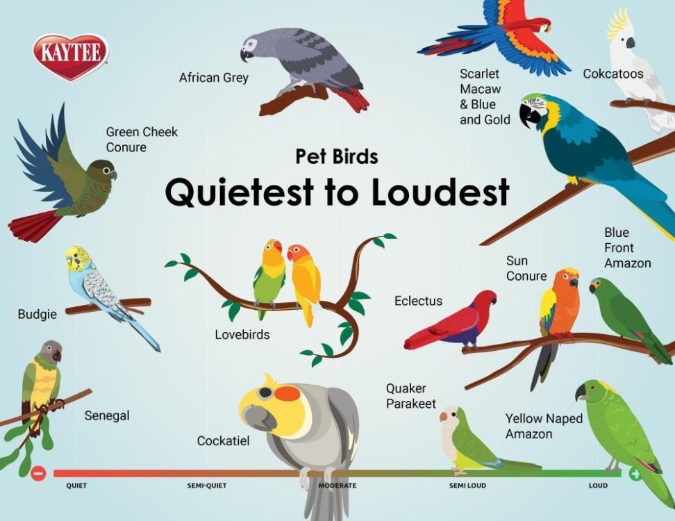 kaytee-birds_quietest_to_loudest-v4.jpg