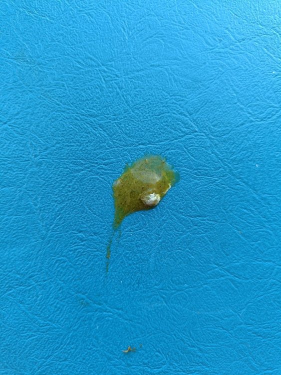pic1.jpg