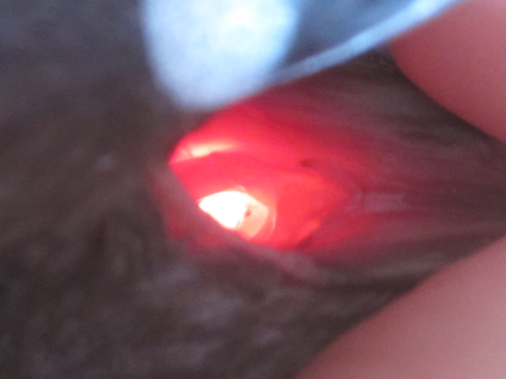 4.thumb.png.bc5e2ca57014994b0fff2563f70d55e4.png