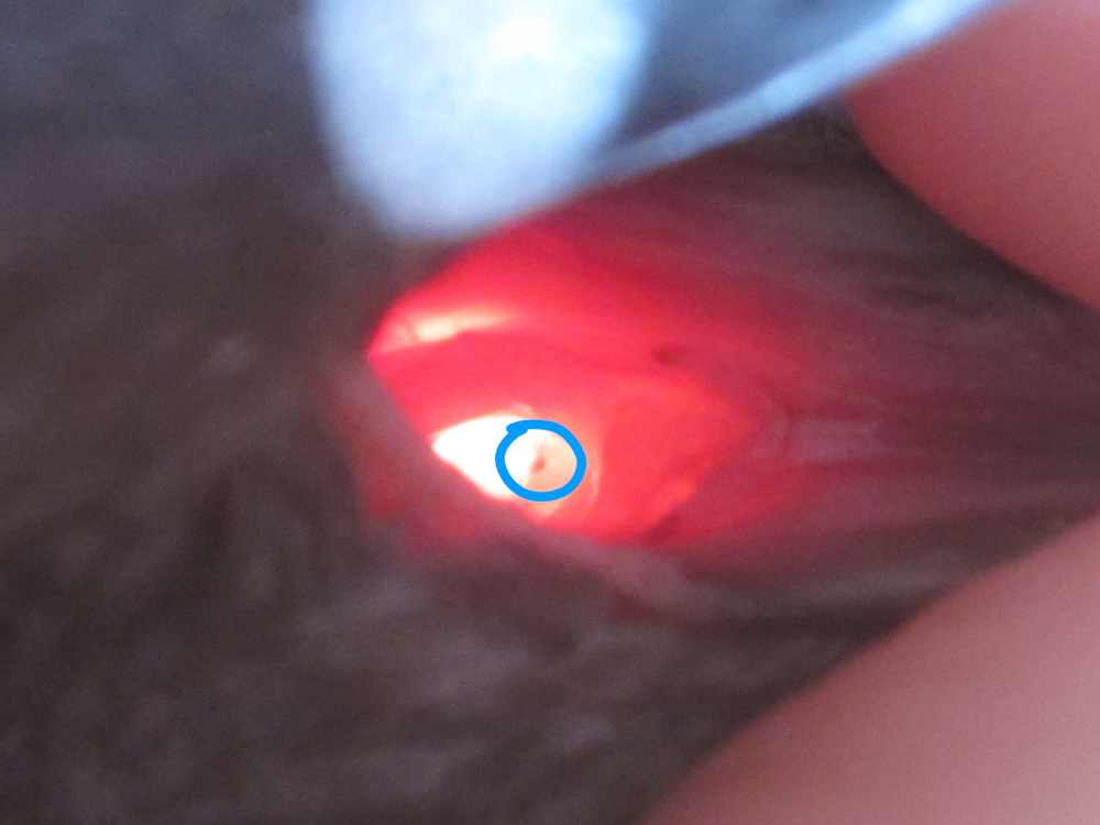 4E.thumb.png.8b827c44d67211114bee9514d4fae462.png