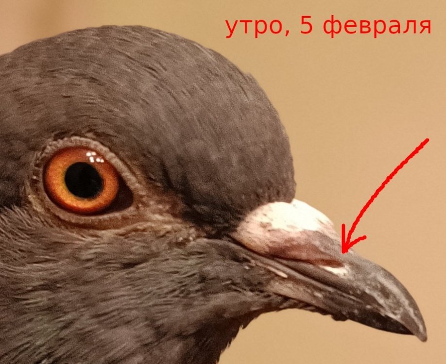 kleb1.jpg