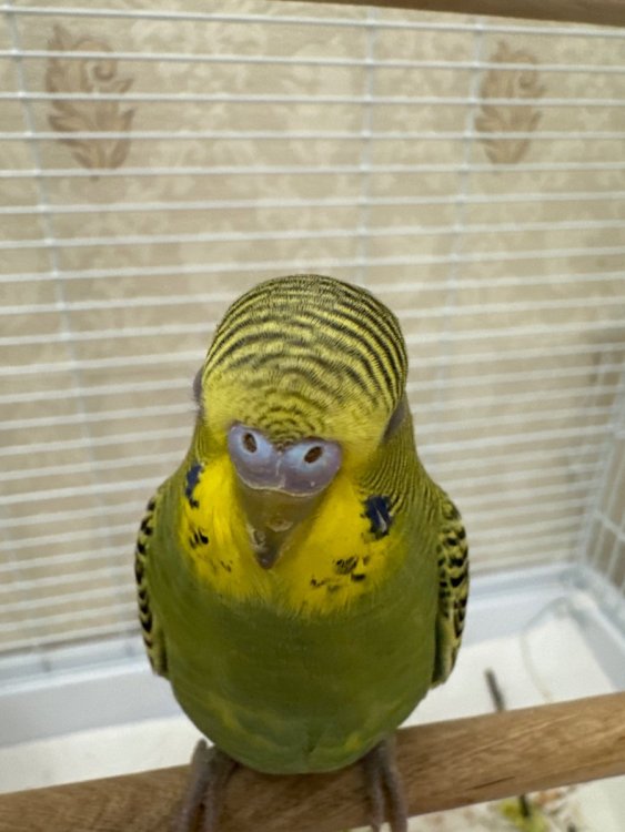 image.jpg