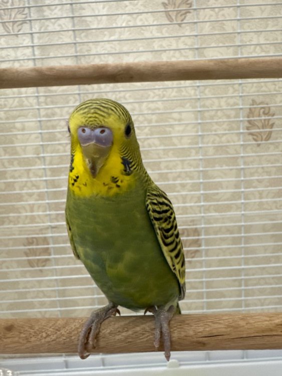 image.jpg