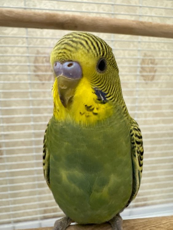 image.jpg