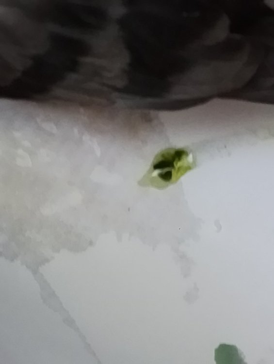 17167994204413047346795496108530.thumb.jpg.4c726c4b8a6c0a97a984c66cfcd89d64.jpg