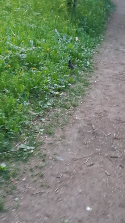 VideoCapture_20240520-224541.thumb.jpg.60c0db2a1fca31e8b202c464a48ec2ea.jpg