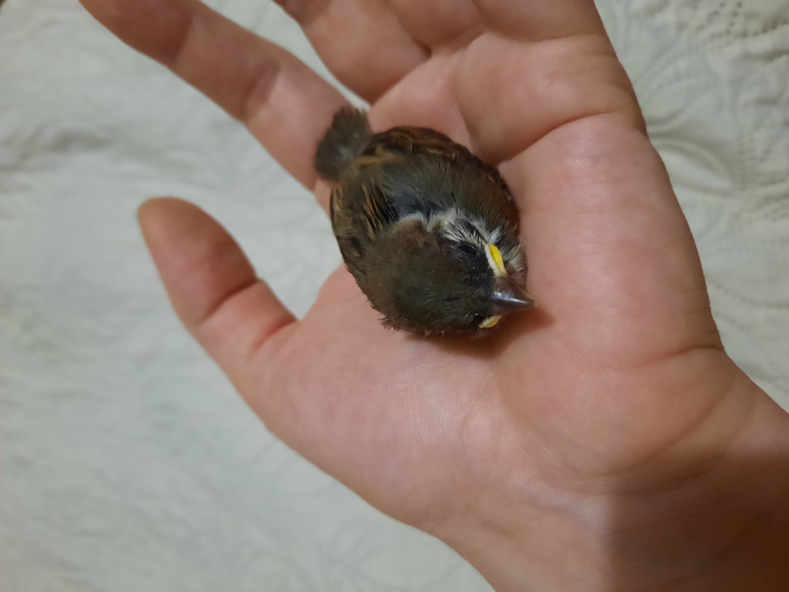 Как выглядит птенец воробья
