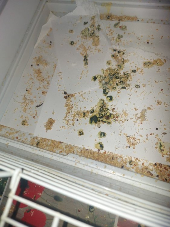 20240725_131305.thumb.jpg.bee86e295cbd1b914a6cebbb2d50ddf3.jpg