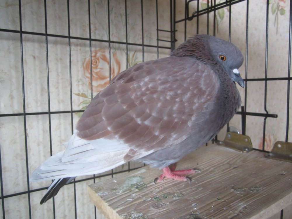IMG_9002.thumb.JPG.b24a712f378d259cfcd9ddb27de8ddee.JPG