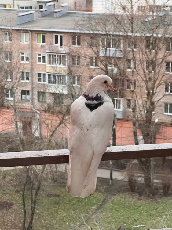 IMG_5444.jpeg