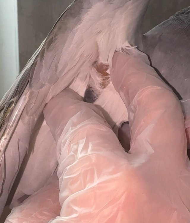 IMG_6132.jpeg