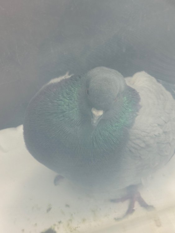 IMG_6363.jpeg