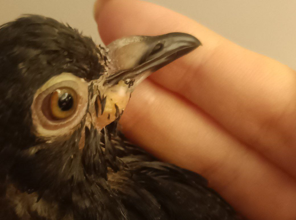image.thumb.png.a948a303bc10d9444c9c47ae23a5026f.png