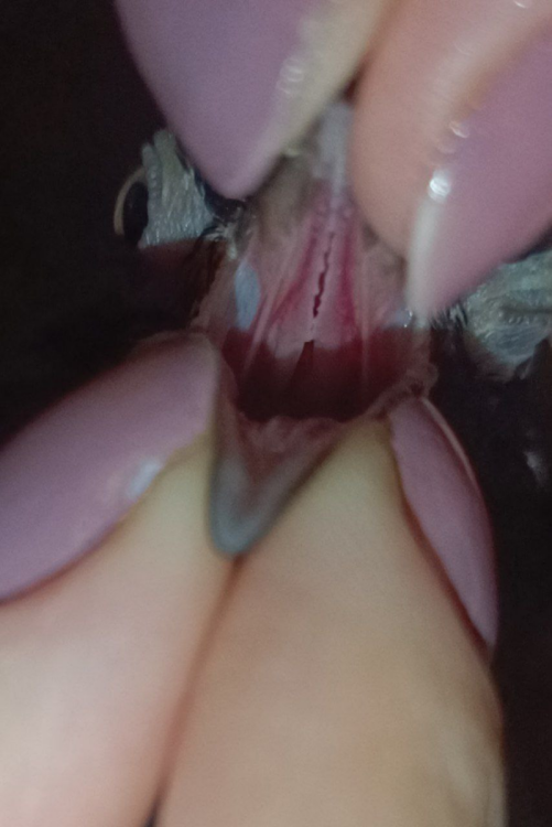 image.thumb.png.ec73e32400ecefbe2172d2d9866d4274.png