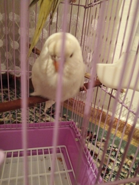 IMG-20250329-WA0033.jpeg