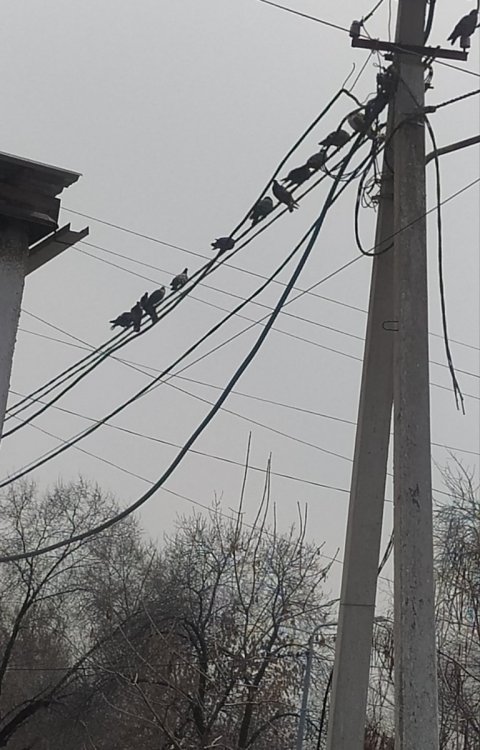 IMG_20250315_130212.jpg