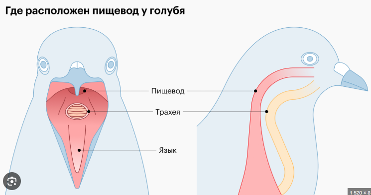 image.png.9e5105d30807cabb7fa720d095927f0a.png
