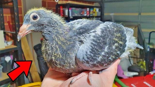 HatchlingFullCrop_sm.jpg.e3097e72e0396ac78cd468fbe8eff599.jpg