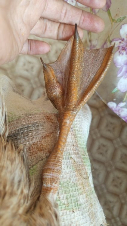 IMG-20250412-WA0016.jpeg