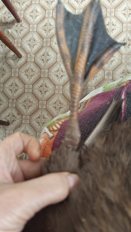 IMG-20250412-WA0036.jpeg