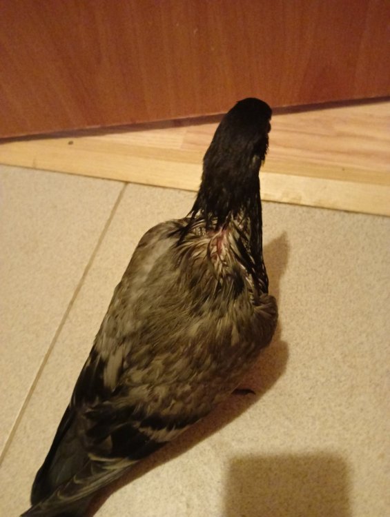 IMG20250414151132.jpg