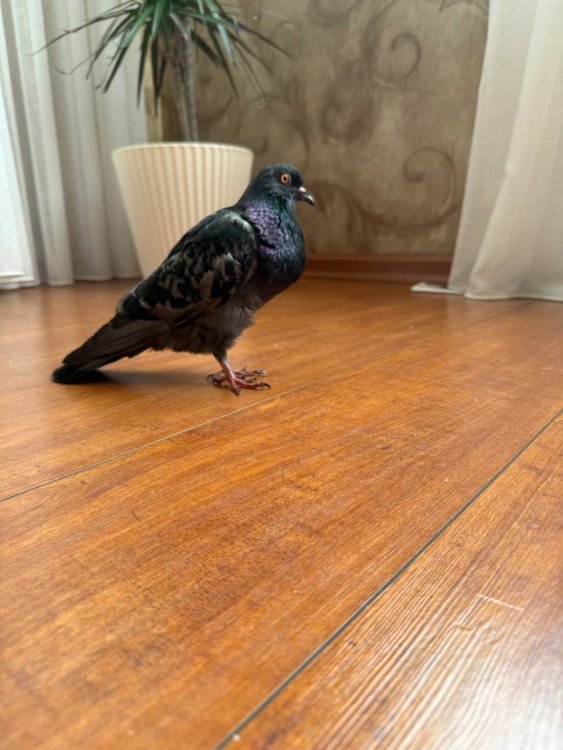IMG_3352.jpeg